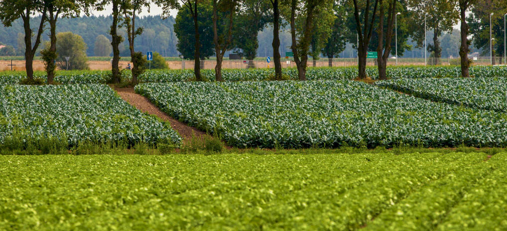 Ми вирощуємо