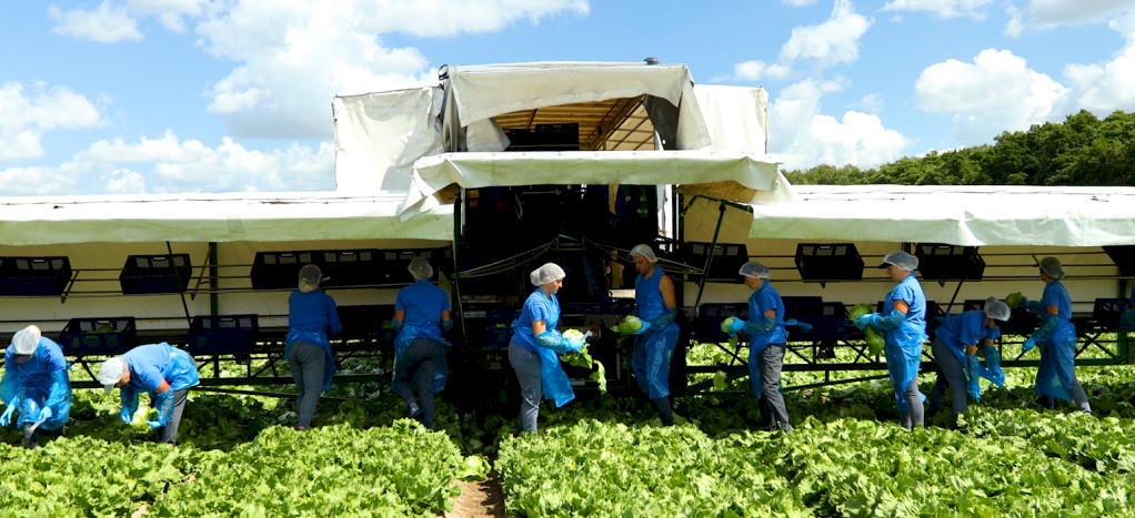 Ми збираємо врожай